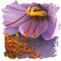 Saffron and the Digestive system