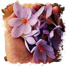 Saffron and the Diets and diabetes