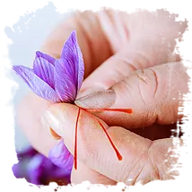 Saffron and the Tumors