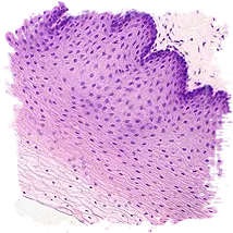 Saffron and the Histology