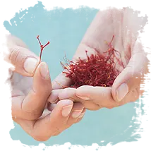Saffron and Alzheimer's Disease